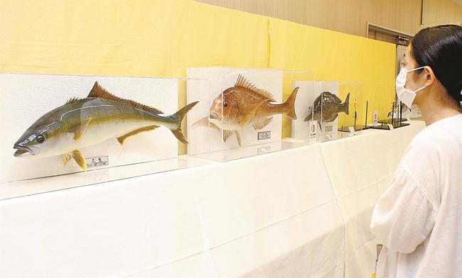 生き生きとした剥製に見入る来場者＝雲南市木次町里方、マルシェリーズ・ショッピングセンター