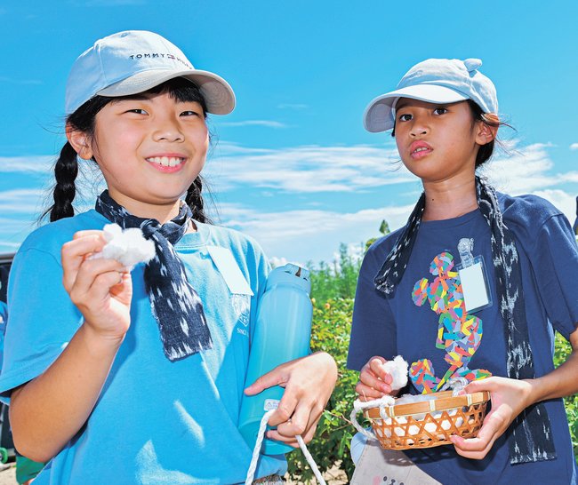 伯州綿の綿花を収穫し、喜ぶ児童=米子市和田町(画像の一部を加工しています)