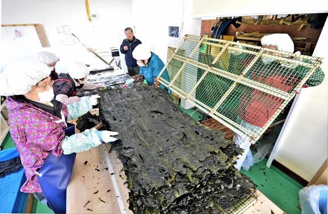 乾燥室から運び出した板ワカメを並べる水産会社の従業員＝2021年３月、島根県隠岐の島町加茂の加茂水産物加工場