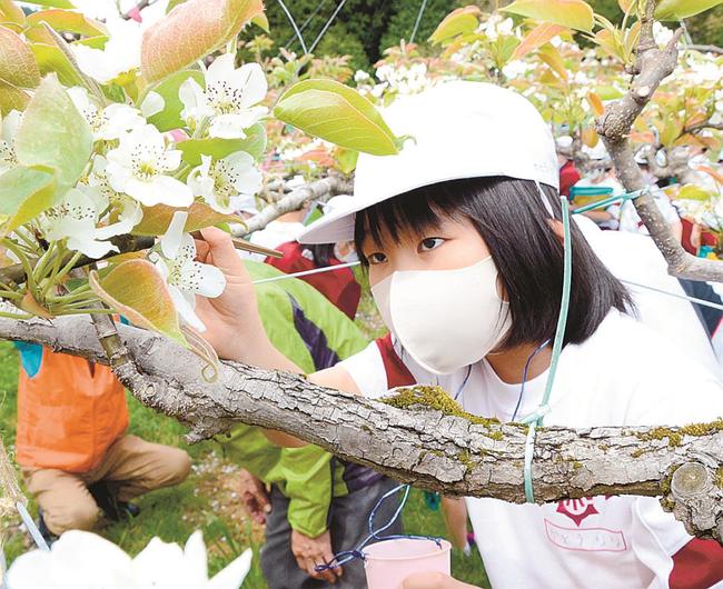 筆を使い、花のめしべに花粉を付ける児童＝安来市久白町
