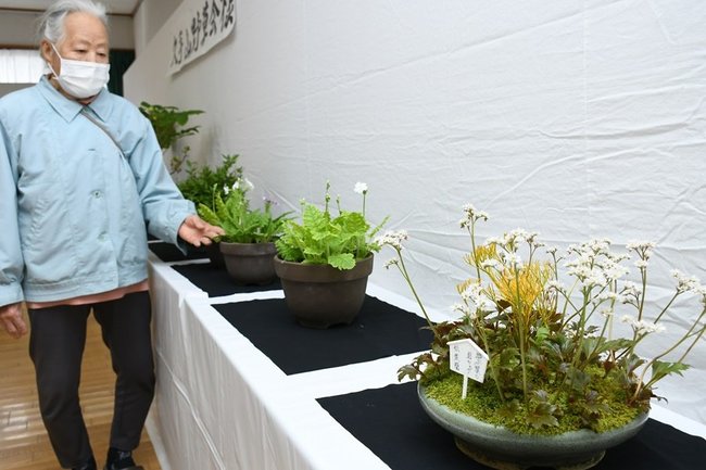 展示する春の草花を紹介する小原伃吏子代表＝出雲市多伎町口田儀、多伎文化伝習館