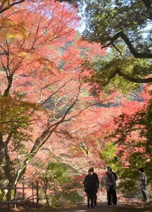 紅葉を楽しみながら散策する参拝者＝出雲市別所町、鰐淵寺