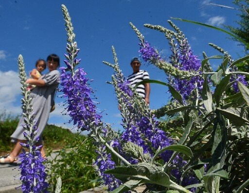 瑠璃色の花を咲かせたトウテイラン＝島根県知夫村