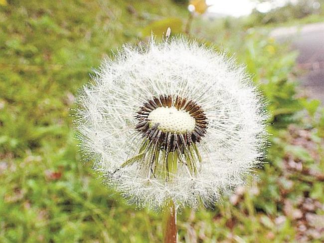 セイヨウタンポポの綿毛（高知県立牧野（まきの）植物園提供）