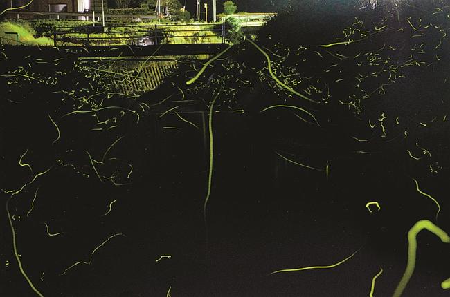 淡い光跡を描きながら飛び交うホタル＝３０日午後８時半、雲南市大東町小河内（長時間露光）