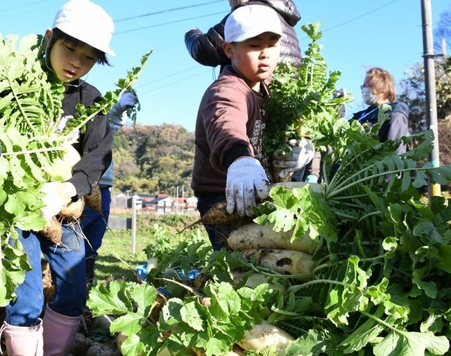 成長した大根を収穫した児童＝松江市美保関町菅浦