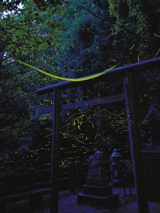 岩坪周辺を舞うホタル（資料）