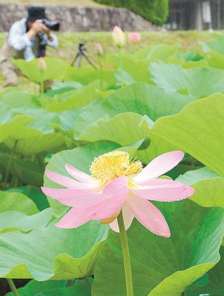 咲き始めた古代ハスの花＝出雲市斐川町神庭、荒神谷史跡公園