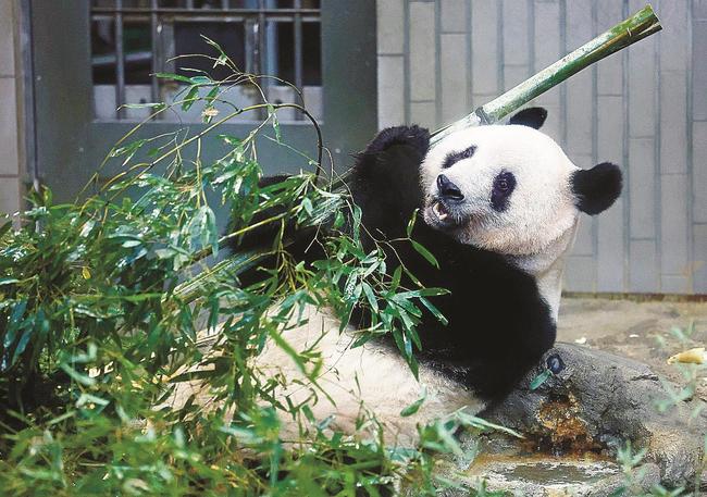 観覧最終日を迎えた上野動物園の雌のジャイアントパンダのシャンシャン。中国への返還を前に、大勢のファンが別れを惜しんだ＝１９日午後、東京・上野