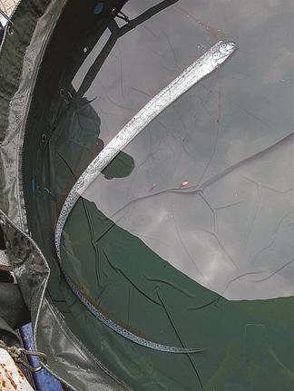 生きた状態で見つかったリュウグウノツカイ（しまね海洋館アクアス提供）