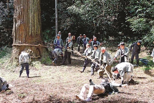 かずらを締め込む際、転倒する帯締め人たち＝島根県隠岐の島町布施、大山神社
