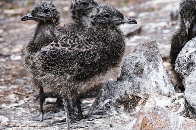 順調に育つウミネコのひな＝出雲市大社町日御碕、経島（出雲市提供）