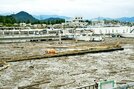 湾内に漂着した流木＝17日午後2時３８分、鳥取市港町、鳥取港