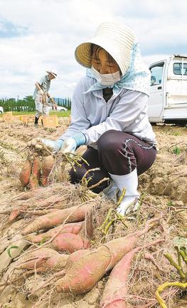 べにはるかを掘り起こす作業スタッフ＝出雲市湖陵町差海