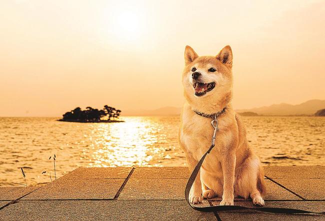 嫁ケ島をバックに愛らしい姿を振りまく柴犬の茜＝松江市嫁島町
