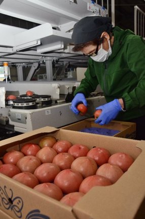 選果された益田トマトを箱詰めするスタッフ=益田市飯田町、JAしまね西いわみ地区本部飯田選果場