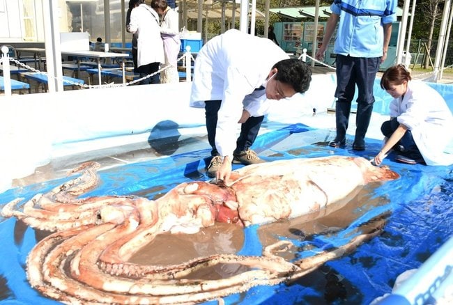 巻き尺を使ってダイオウイカの大きさを測る島根大の吉田真明准教授（左）ら＝しまね海洋館アクアス（浜田市・江津市）