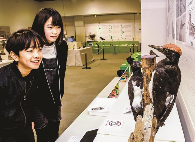 剥製を見ながら、くちばしの特徴を観察する子どもたち＝大田市三瓶町、島根県立三瓶自然館サヒメル