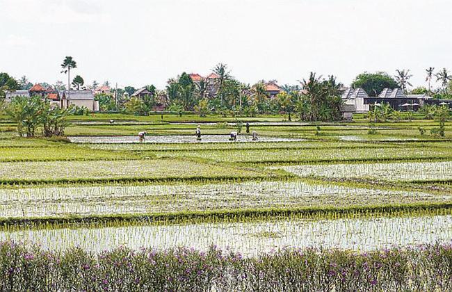 マス村の田園地帯。田植えをする人々が見える