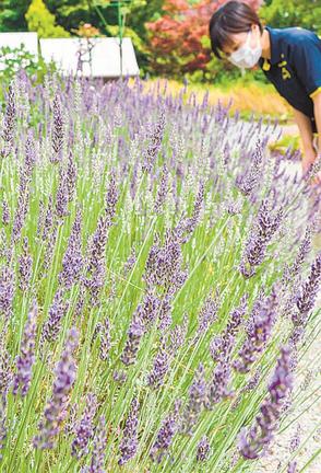 鮮やかな紫色の花を咲かせたラベンダー＝島根県邑南町矢上、香木の森公園