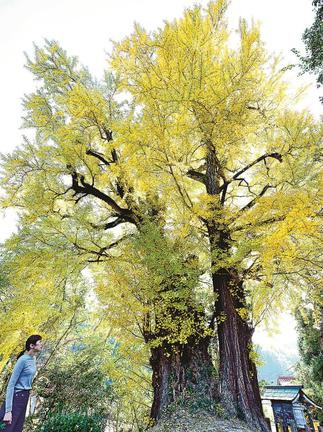 黄色く色づいた上有福のイチョウ＝江津市有福温泉町