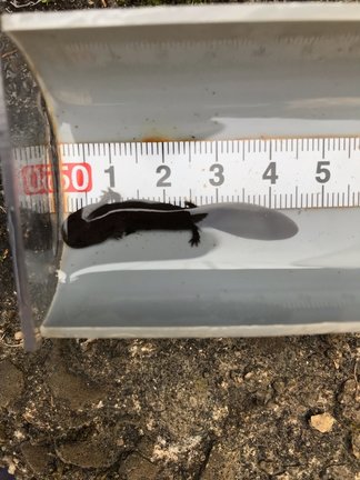 邑南町内の川で確認されたオオサンショウウオの幼生（提供・瑞穂ハンザケ自然館）