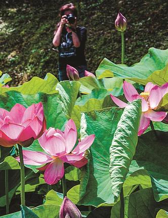 咲き誇る荒神谷史跡公園のハスの花=出雲市斐川町神庭