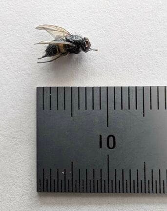 給食に混入したハエ（雲南市教育委員会提供）