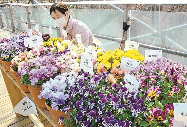 色とりどりの花が並ぶ「パンジー・ビオラ展」