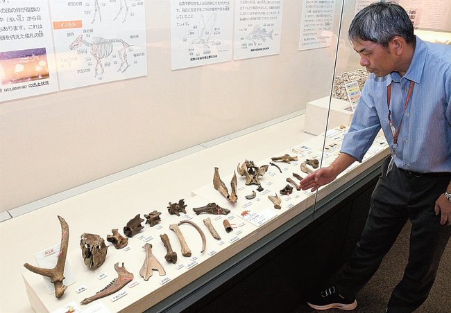 矢野遺跡で出土した動物の骨を説明する坂本豊治係長＝出雲市大津町、出雲弥生の森博物館