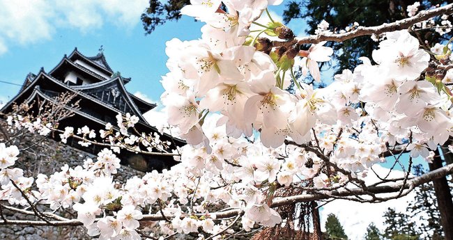 松江城天守を背景に咲く桜＝松江市殿町、松江城山公園