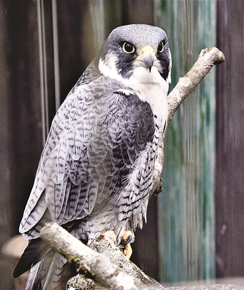 生き物大好き ハヤブサ 鳥類最速 300キロ以上で急降下 | 山陰中央新報デジタル