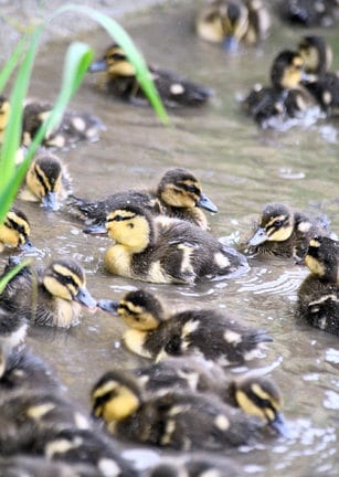 出番を待つアイガモのひな=島根県飯南町頓原、宇山農園