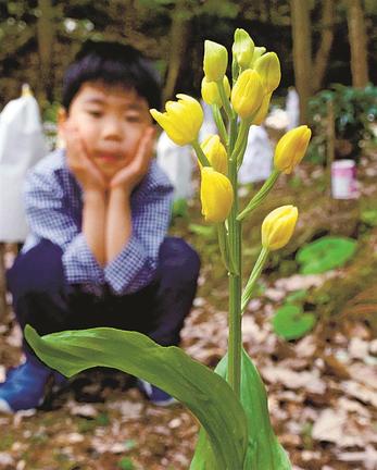 黄色い小さな花が咲き始めたキンラン＝島根県川本町北佐木