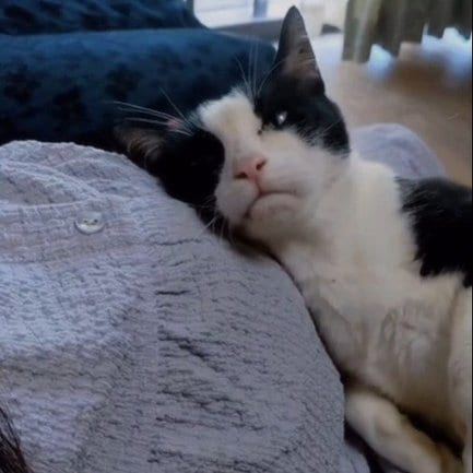 “赤ちゃん待ってる”猫ちゃん