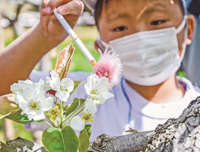 二十世紀梨の花のめしべに花粉を付ける児童＝安来市久白町