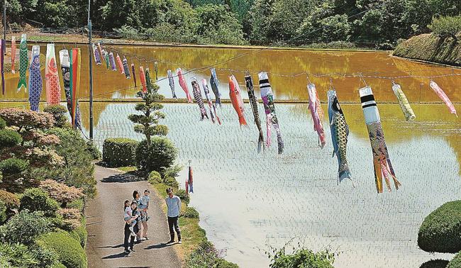 田んぼ脇に揚げられたこいのぼり=島根県川本町川下