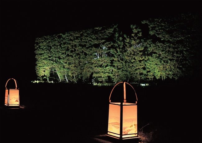 ライトアップされ、闇夜に浮かび上がった築地松＝出雲市斐川町美南