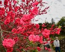 鮮やかに咲き誇るハナモモ＝島根県邑南町上口羽