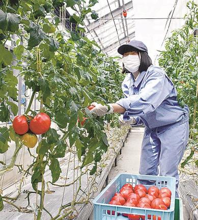 専用ハウスでトマトを収穫する鳥取湖陵高校の生徒＝鳥取市内