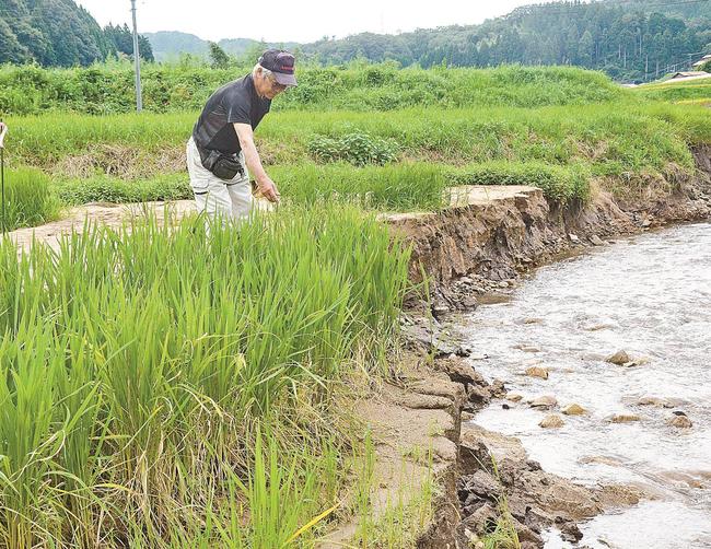 被害に遭った水田で残った稲を確認する早川正三さん＝雲南市三刀屋町六重