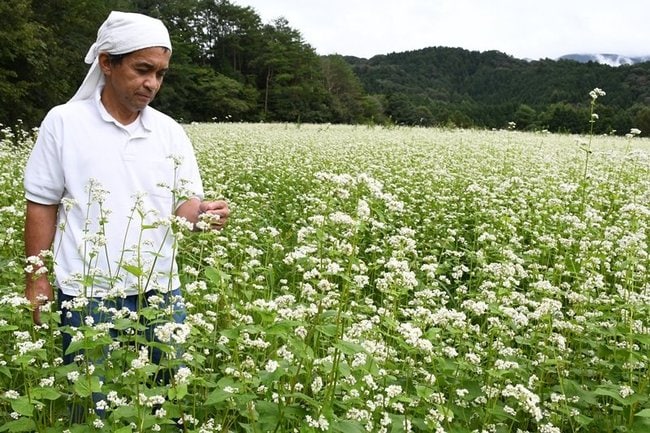ソバの花の様子を確かめる「山県そば」の西沢功店主=島根県奥出雲町大呂