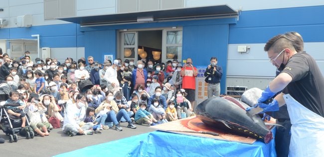 マグロの解体ショーに見入る来場者