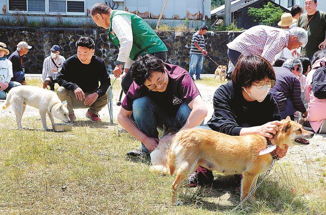 山陰柴犬と触れ合う来場者＝鳥取県湯梨浜町宇野、宇野地区公民館駐車場