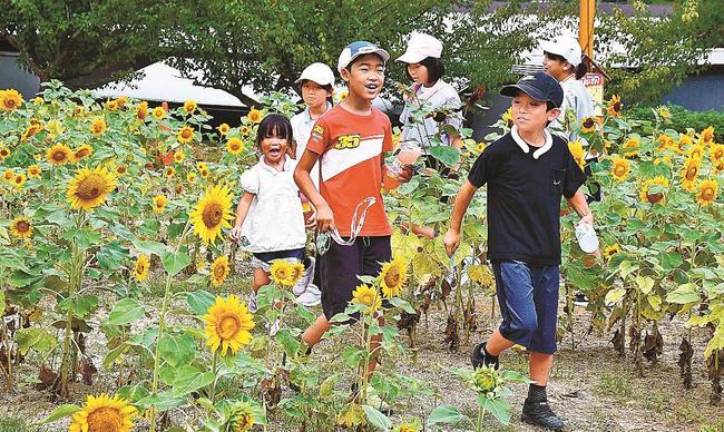 「ひまわり迷路」を楽しむ来場者＝雲南市大東町上佐世、心の駅陽だまりの丘