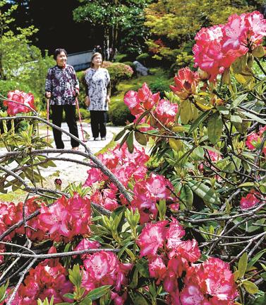 鮮やかなシャクナゲの花を見ながら散策する来園者＝雲南市木次町平田、石照庭園