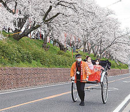 斐伊川堤防桜並木の下を走る人力車（雲南市観光協会提供）