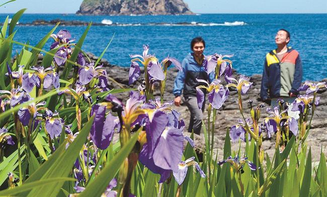 日本海を借景に花を広げるヒオウギアヤメ＝島根県隠岐の島町卯敷