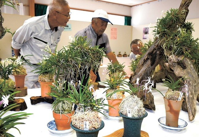 会場に並ぶフウランを眺める来場者＝出雲市多伎町口田儀、多伎文化伝習館