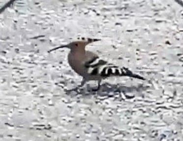 動画】民家の庭、走り回る珍鳥 特徴の「冠羽」一瞬開く 隠岐、渡りの